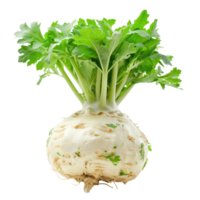 Celeriac, clipping path isolate on transparency background png