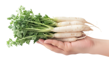Hand holding Daikon isolate on transparency background png