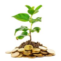 Plant growing on pile of gold coins front view isolate on transparency background png