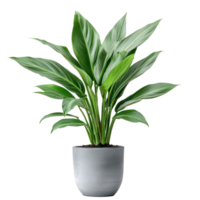 Aspidistra Elatior plant front view isolate on transparency background png