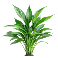 Aspidistra Elatior plant isolate on transparency background png