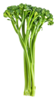 A single Broccolini isolate on transparency background png