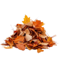 Autumn leaves fall on a pile isolate on transparency background png