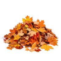 Autumn leaves fall on a pile front view isolate on transparency background png