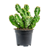 cactus sappig fabriek isoleren Aan transparantie achtergrond png