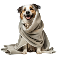 Smiling cute dog sitting with wrap in towel after bathing side view isolate on transparency background png