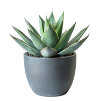 Agave succulent plant front view isolate on transparency background png