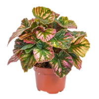 Begonia Rex plant front view isolate on transparency background png