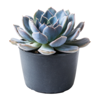 Echeveria succulent plant front view isolate on transparency background png