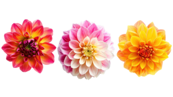 Different type of Dahlias flower isolate on transparency background png