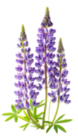 Beautiful lupines flower isolate on transparency background png