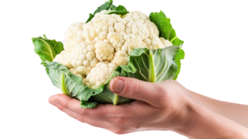 Hand holding Cauliflower isolate on transparency background png
