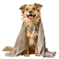 Smiling cute dog sitting with wrap in towel after bathing side view isolate on transparency background png