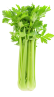 Celery, clipping path isolate on transparency background png