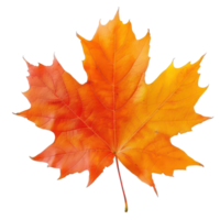 Maple autumn fall leaves front view isolate on transparency background png