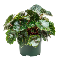 Begonia Maculata plant front view isolate on transparency background png