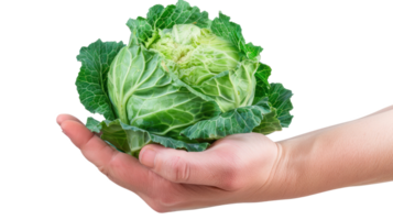 Hand holding Green Cabbage isolate on transparency background png