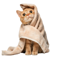 Smiling cute cat wrap in towel after bathing isolate on transparency background png