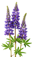 Beautiful lupines flower isolate on transparency background png