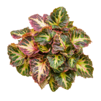 Begonia Rex plant front view isolate on transparency background png