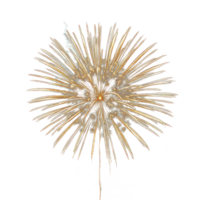 Firework isolate on transparency background png