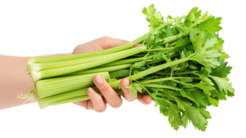 Hand holding Celery isolate on transparency background png