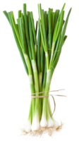 Bunch 0f Green onion isolate on transparency background png