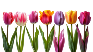 Seven different color tulip flower isolate on transparency background png