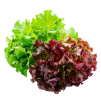 Green and Red Leaf Lettuce, clipping path isolate on transparency background png