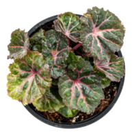 Begonia Rex plant front view isolate on transparency background png