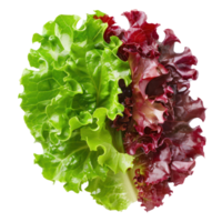 Piece of Green and Red Leaf Lettuce isolate on transparency background png