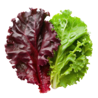 whole and half Green and Red Leaf Lettuce isolate on transparency background png