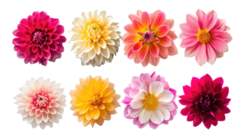 Different type of Dahlias flower isolate on transparency background png