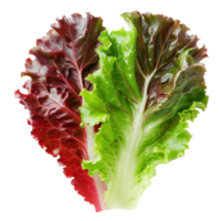 Piece of Green and Red Leaf Lettuce isolate on transparency background png