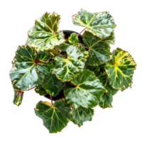Begonia Maculata plant front view isolate on transparency background png