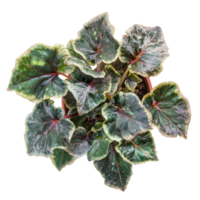 Begonia Maculata plant front view isolate on transparency background png