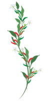 branch of Chilli and flower isolated on background png