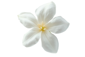 Delicate white flower with yellow center photographed against a plain background png