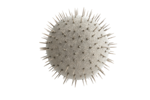 Close-up view of a spherical, spiny object resembling a microscopic organism or fossil png