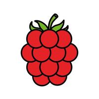 flat raspberry illustration vector