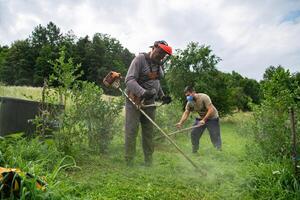 Team of Farmers Mowing Grass Around Raspberry and Blueberry Seedlings to Maintain Their Small Farm. photo