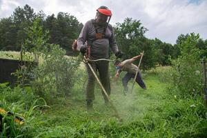 Team of Farmers Mowing Grass Around Raspberry and Blueberry Seedlings to Maintain Their Small Farm. photo