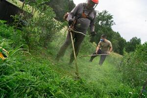 Team of Farmers Mowing Grass Around Raspberry and Blueberry Seedlings to Maintain Their Small Farm. photo