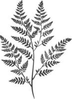 A Black and White Illustration of a Fern Branch vector