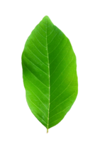 Fresh Green Leaf Isolated Perfect for Nature and Botanical Themes png