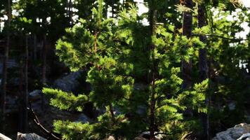 Lush green pine tree illuminated by sunlight in a dense forest setting video