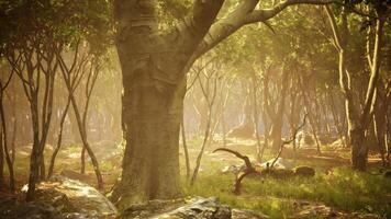Sunlight filtering through trees in a serene forest during early morning video