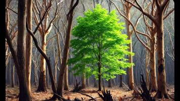 Vibrant Green Tree in a Dead Forest video