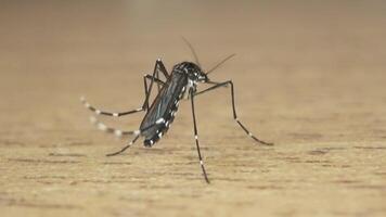 Mosquito from behind with a view of its closed wings video