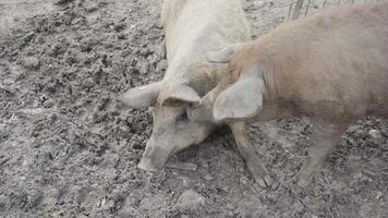Pig pushes another pig with its snout video
